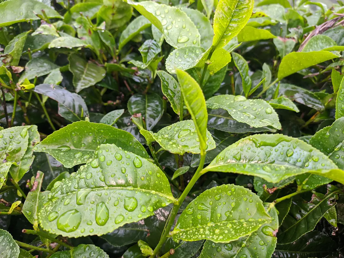 Fresh green tea leaves, the natural source of the L-theanine used in Sleep Revive